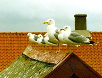 Gulls in Ona